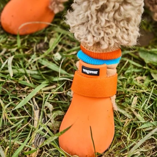 オレンジのブーツとWAGWARMERSを組み合わせた愛犬の足元