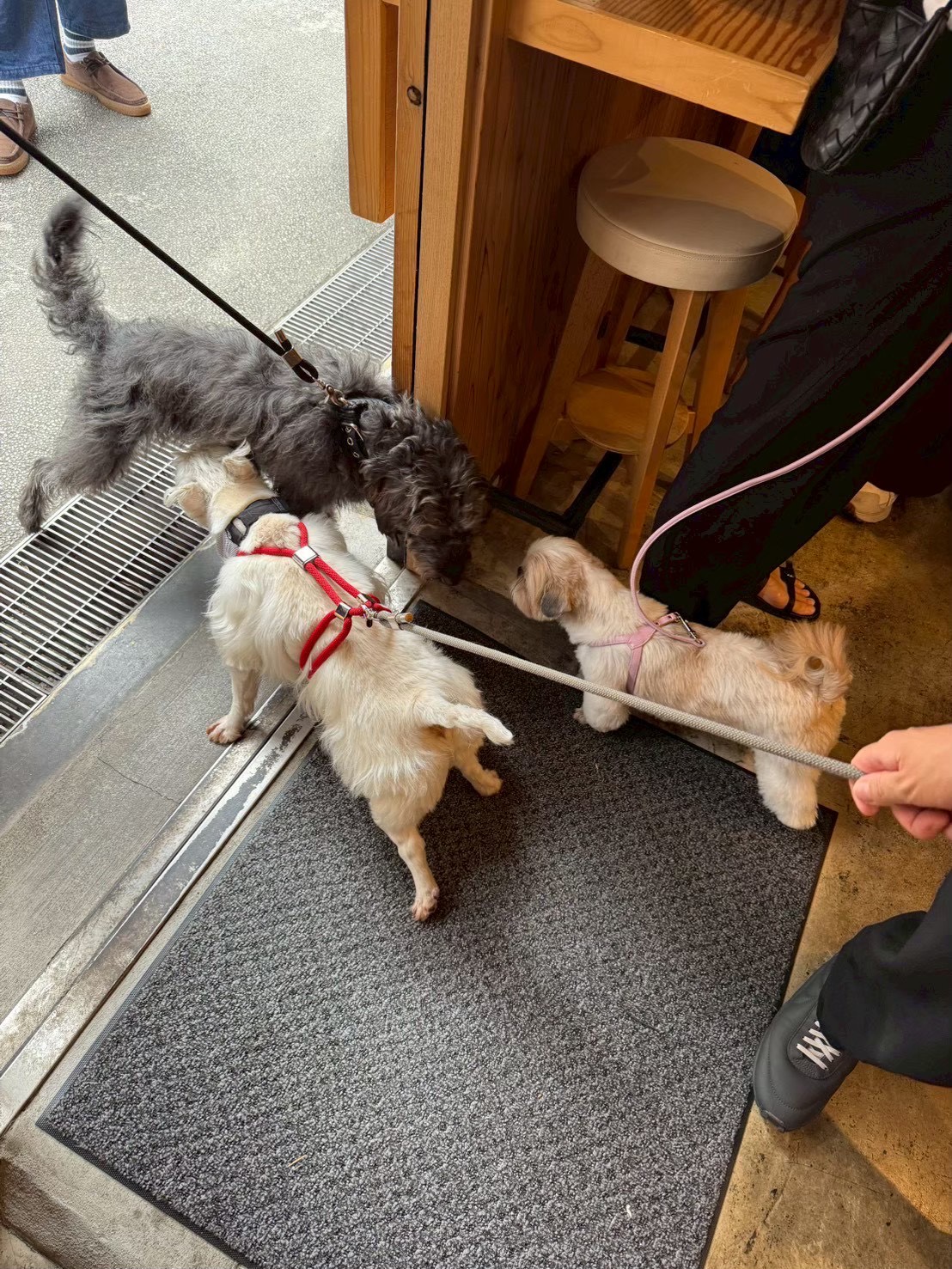 会場の入り口で顔を寄せ合う犬たち