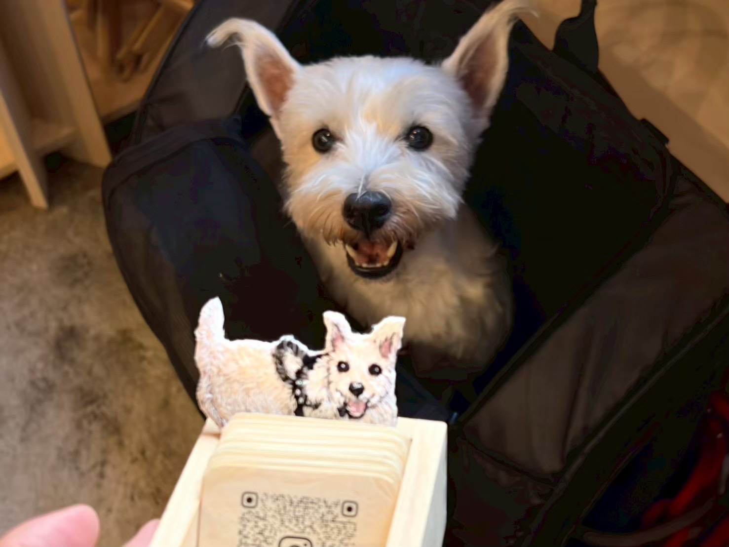 前回のYOIに訪れた白い犬